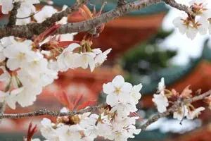 blog-flowers-japanese