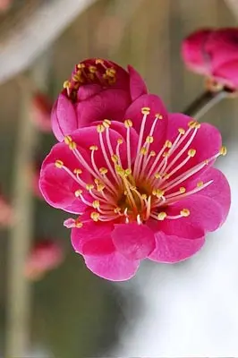 bangkok-tattoo-japanese-flower-mening-ume-apricot