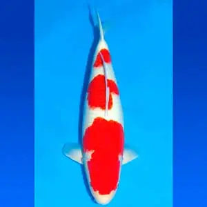 japanese-koi-fish-kohaku-sandan