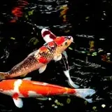 koi-fish