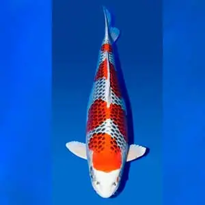 japanese-koi-fish-kujaku