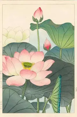 bangkok-tattoo-japanese-flower-mening-lotus