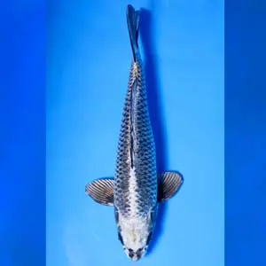 japanese-koi-fish-nezu